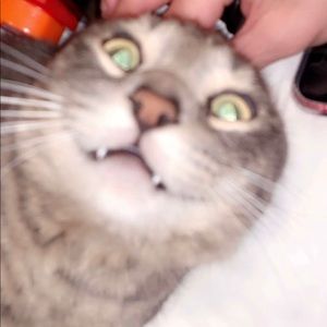 Meet your Posher, Abby